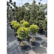 Купрессоципарис Лейланда «Голд Райдер» (Cupressocyparis leylandii 'Gold Rider')  чупа чупс 70-80 см